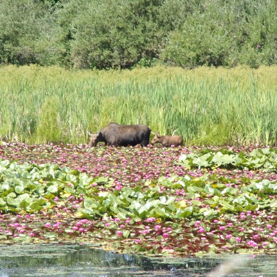 Almost every time I bike on the trail out of Harrison,  I have a moose sighting.
Not often do I also get to see any offspring as here on July 13th.