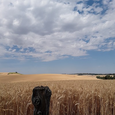 Mid-August wheat stand on the Palouse.
    
    Photo taken by Scott Milner east of Moscow August 16 2020