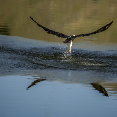 Hawk with a fish