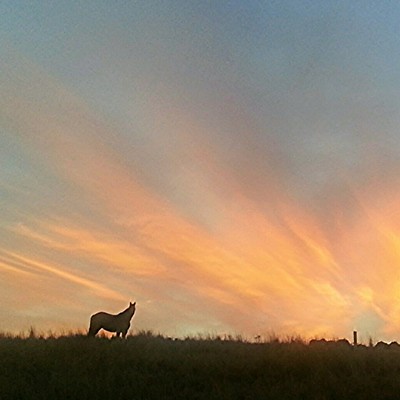 A horse in the sunrise on Feb. 11. Taken on McCormack Ridge&nbsp;south of Lapwai by Dan Aeling of Lewiston.