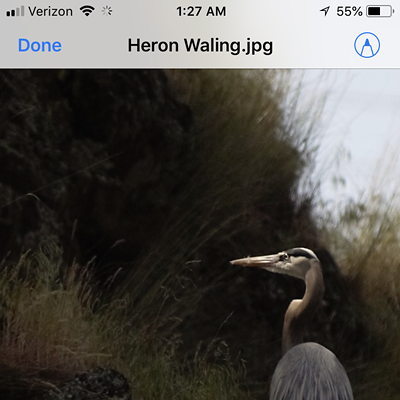 Picture of a Heron standing on the rocks down by Evans pond. Taken May 6.