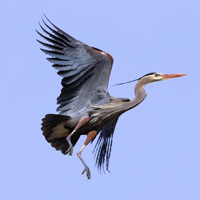 A great blue heron coming in for a landing near Spalding Park. Photographed on 3/19/2023 by Stan Gibbons.
