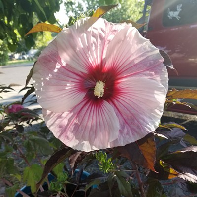 Picture taken on 7/30/2018 in my yard in Lewiston, Idaho.