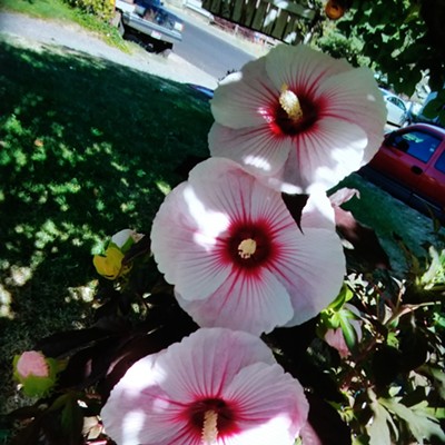 Hibiscus blooms