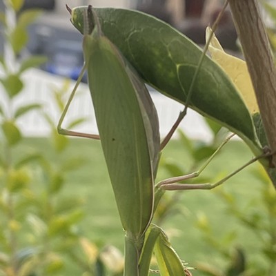 Caught this praying mantis spying on me by pretending he was a leaf