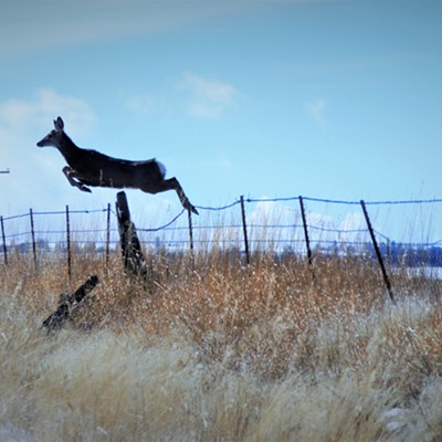 It was awesome to capture this deer jumping the fence right by us as we were nearing the Blue Mountains. Taken March 4,2018 by Mary Hayward of Clarkston.