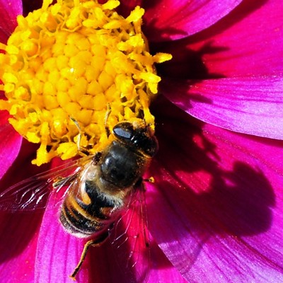 Honey Bee & Shadow