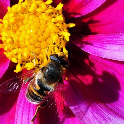 After an appointment ay the Spokane VA, I visited the beautiful Dahlia garden they have there.
    Dahlia's are native to Mexico with showy and variously colored flower heads. I happed to catch a honey bee when landed on a flower and began collecting pollen. After I photographed the bee I noticed I also captured it's shadow on the flower pedal, something I wasn't expecting.
    By Jerry Cunnington, 10/2011.