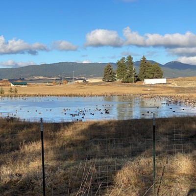 Geese and ducks hang out in a private pond near McDonald School, Moscow, Idaho
    Photo taken: Dec 1, 2020
    Photographer: Mary Bielenberg-Sanchez