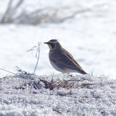 A Horned Lark takes a break from scouting for snow-free patches on Angel Ridge farm fields near Melrose. Photo by Sarah Walker, taken Feb. 15.