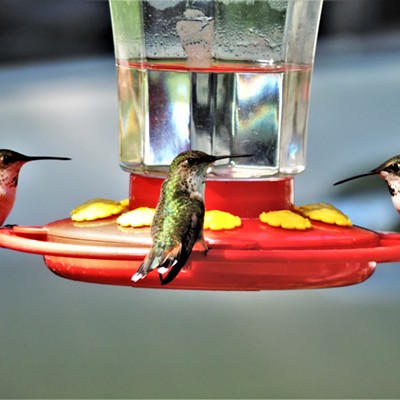 Three hummingbirds take advantage of a nectar feeder at Lochsa Lodge at Powell, Idaho on May 29, 2021.