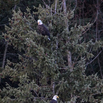 There are currently over 300 bald eagles at Lake CDA....  some trees had 12 and 15 eagles in them last weekend!