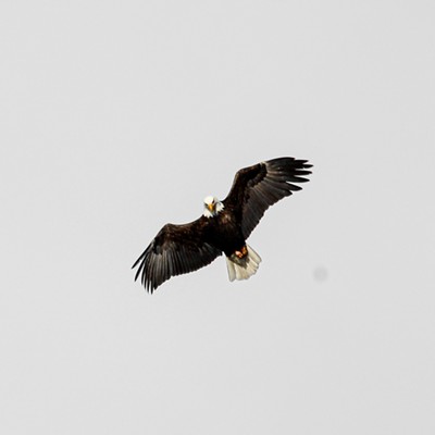 Bald Eagle Hunting on Lake CDA 12/23