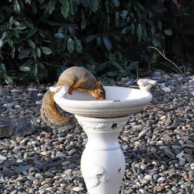 This squirrel was getting a drink by patently licking the ice in the bird bath in our back yard on November 11, 2021. By Jerry Cunnington.
