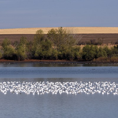 Stan Gibbons photographed this ribbon of snow geese decorating the waters of Mann Lake on October 26.