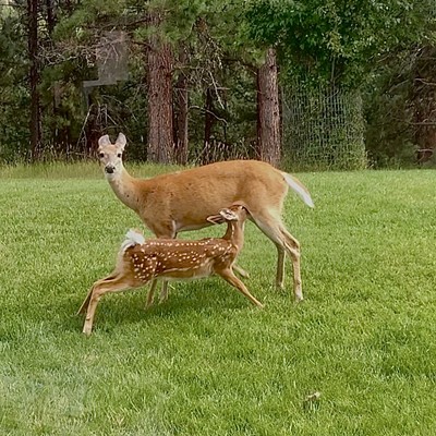 Visiting our friends, Lou and Ann, in Darby, MT, we watched a little fawn have dinner.