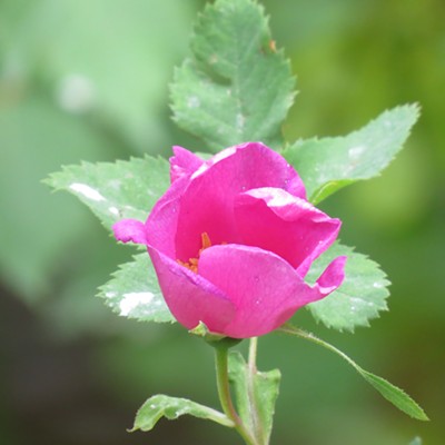 A wild rose bud blooms near Bungalow, at the confluence of Orogrande Creek and the North Fork Clearwater River. The photo was taken July 2 by Le Ann Wilson of Orofino.