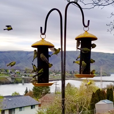 For such small critters, they sure pack away the thistle! Photo taken by Sue Young on 4/18/18 at their home in Lewiston.