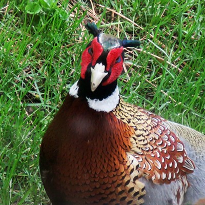 Inquisitive rooster pheasant
