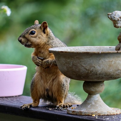 Squirrel eating from a bird feeder. Taken 8/31/20 in Moscow, Idaho by Nita Robinson