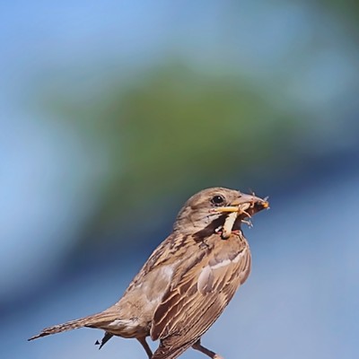 I took this picture Tuesday, July 20th while my daughter was at her swimming lesson. It was taken at our swimming instructors house in the Lewiston Orchards. This bird has a nest in a birdhouse. I watched it fly back and forth from the birdhouse to the yard, looking for something to feed its babies.