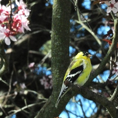 Our back yard has had an abundance of different birds coming to the bird feeder this year. This Yellow Finch was taking a break in the flowering Plum Tree 4/7/2021.
Photo by Jerry Cunnington.