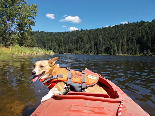 Kayaking with my DFF (dog friend forever),  'Captain' Chloe the Corgi