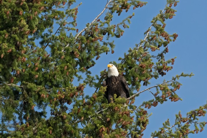 Lake Coeur D'Alene Bald Eagle