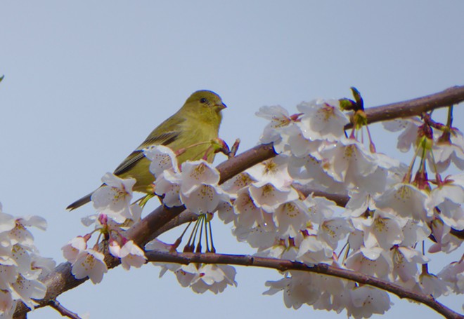 Lesser Goldfinch snacking on cherry blossoms