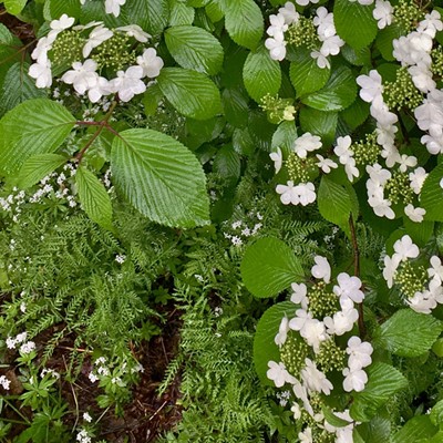 Flowering plants obscure a fern in this small wild garden after a day of rain in Moscow.  Taken May 19, 2020 in Moscow by Greg Meyer.