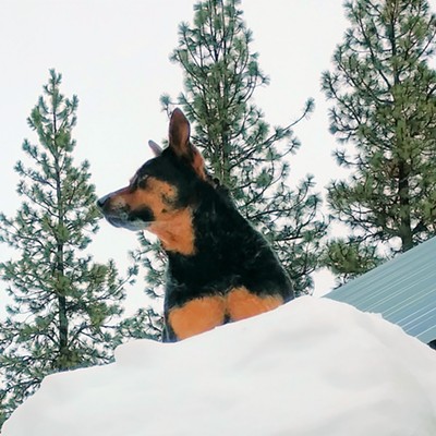 Lexi Lucy Liu - climbing up a pile of snow that fell off the roof.
Troy, Idaho