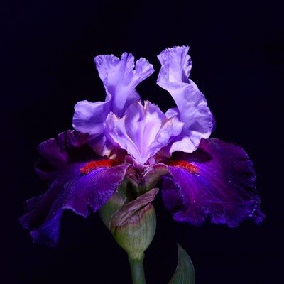 Lia Gutgsell loves and grows some very beautiful Irises. This is on of her favorites. Shot at night using a strobe.
