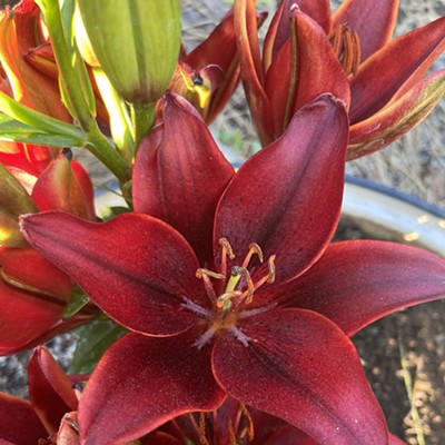 One of my favorite Lilies from our yard. Summer 2021.