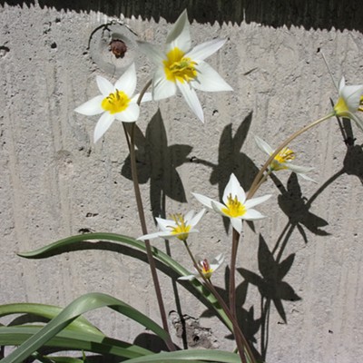 I continue to be enthralled by the combination of nature and shadow. This is next to our garage taken on April 21st.