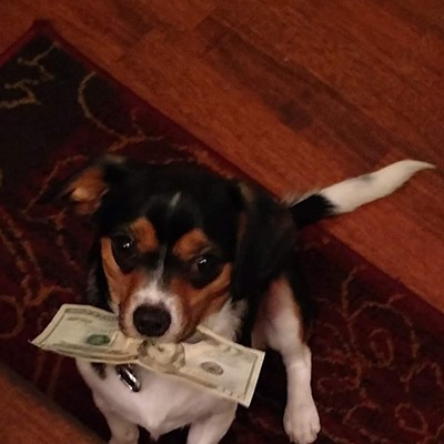 Little Duke stole my husbands allowance off of the table. I think he knows that there are lots of good sales out there right now!
    Photo taken 12/18/2019
    Kamiah ID
    Cindy Strain