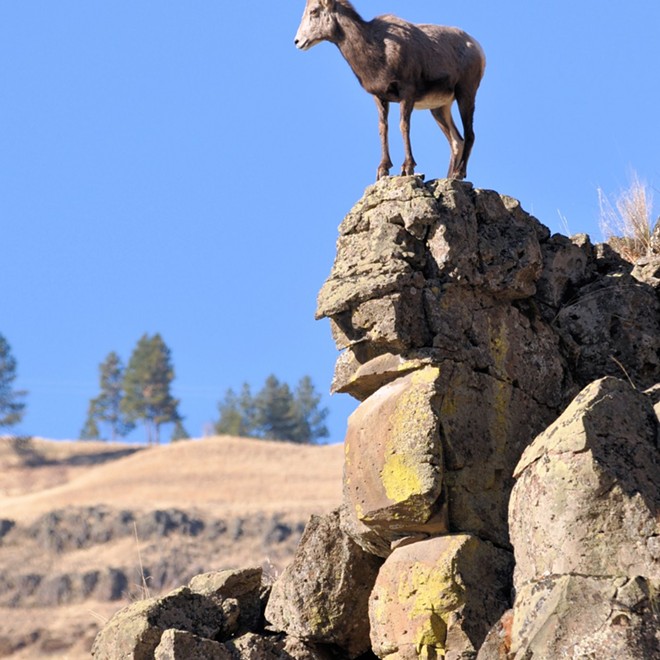 'Living On the Edge' A Bighorn ewe puts herself on a pedestal near Troy, Oregon. Photo by Stan Gibbons of Lewiston on 12/07/2011.
