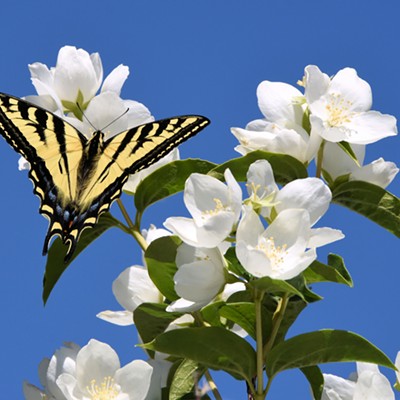 A tiger swallowtail on Lewis' syringa, Idaho's state flower. Native Americans used the straight stems of the syringa to make arrows. Photographed by Stan Gibbons at his home in Lewiston on 6-4-2019.