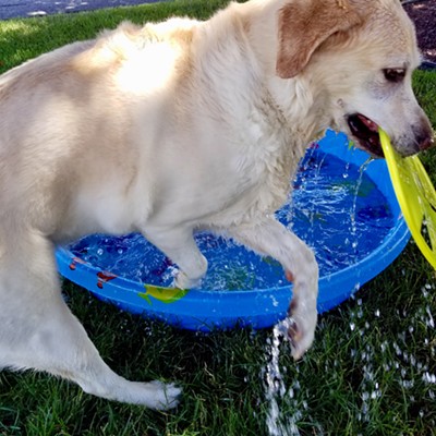 Lola doesn't mind the heat as long as there's water involved! Photo taken by Sue Young on 6/26/16 in Lewiston.