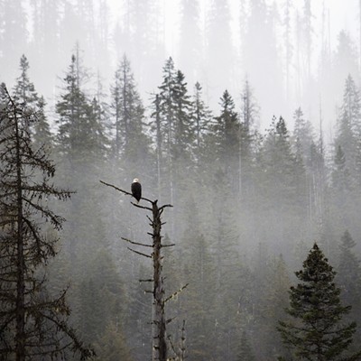 This Bald Eagle was spotted near Lolo Pass and he looked lonely out there by himself in such a big picture. Taken February 2, 2019 by Mary Hayward of Clarkston.