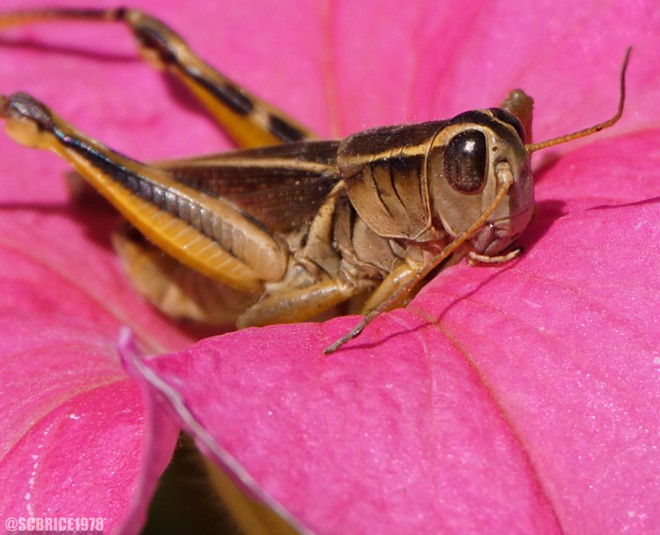 Lounging Grasshopper