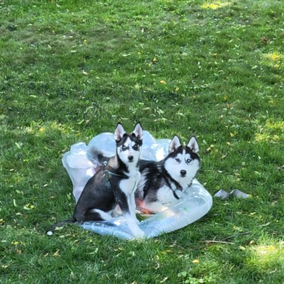 We got our pool ready to go for the swimming season. The wind had blow the floating mattress out of the pool in our back yard. When I came out to use the pool, I found that Nome and Juneau found themselves a new resting place on the pool blowup they are destroying.