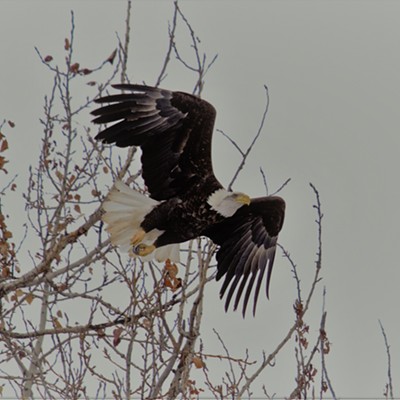 This eagle was spotted @ Powder Creek in Oregon. Taken December 5, 2019 by Mary Hayward of Clarkston.