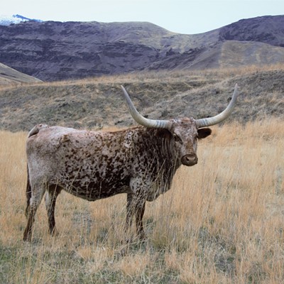 This Longhorn was spotted at the bottom of Schumacher Grade and was nice enough to strike a pose. Mary Hayward of Clarkston snapped this shot November 26, 2018.