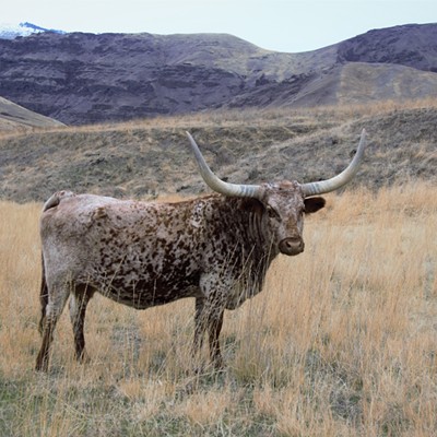 Majestic Longhorn