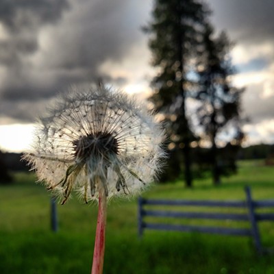 Dandelion fluff in the spring of 2015. Photo taken and submitted by Shayla McCollum of Weippe.