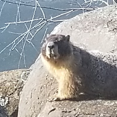 Marmot chilling out beside the the Levee Trail, Idaho side of Snake River, , south of the Bridge, taken by Vicki Croft, Clarkston, April 8, 2020