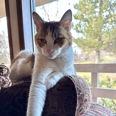 Callie rests in her home in the Lewiston Orchards where she is the sweet companion of Ruth & Charlie Bursell.  Photo taken 12/26/23