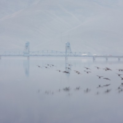 misty geese