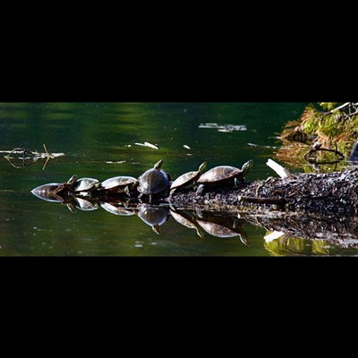 Camping trip to Moose Creek for two weeks in June. Turtles