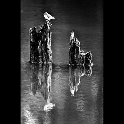 On a two week camping trip to Moose creek reservoir in June. Bird on a stump.